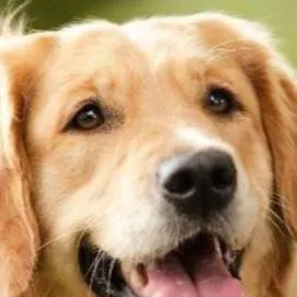 chat with ai character: dog 