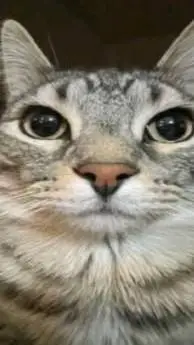 ai character: cat background