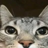 chat with ai character: cat