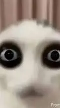 ai character: peanut background