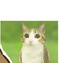 chat with ai character: meowl x alien cat 