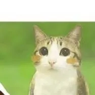chat with ai character: meowl x alien cat.