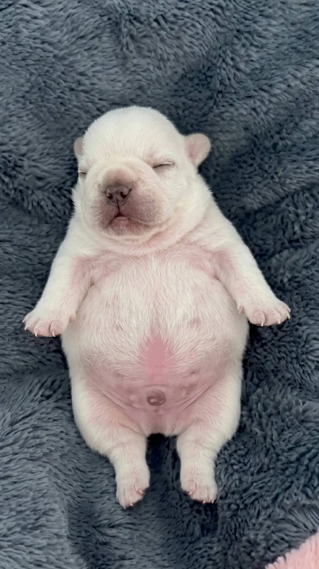 Talkie AI - Chat with ☆Pibble☆