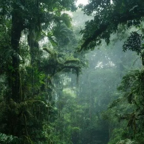 chat with ai character: Rain forest