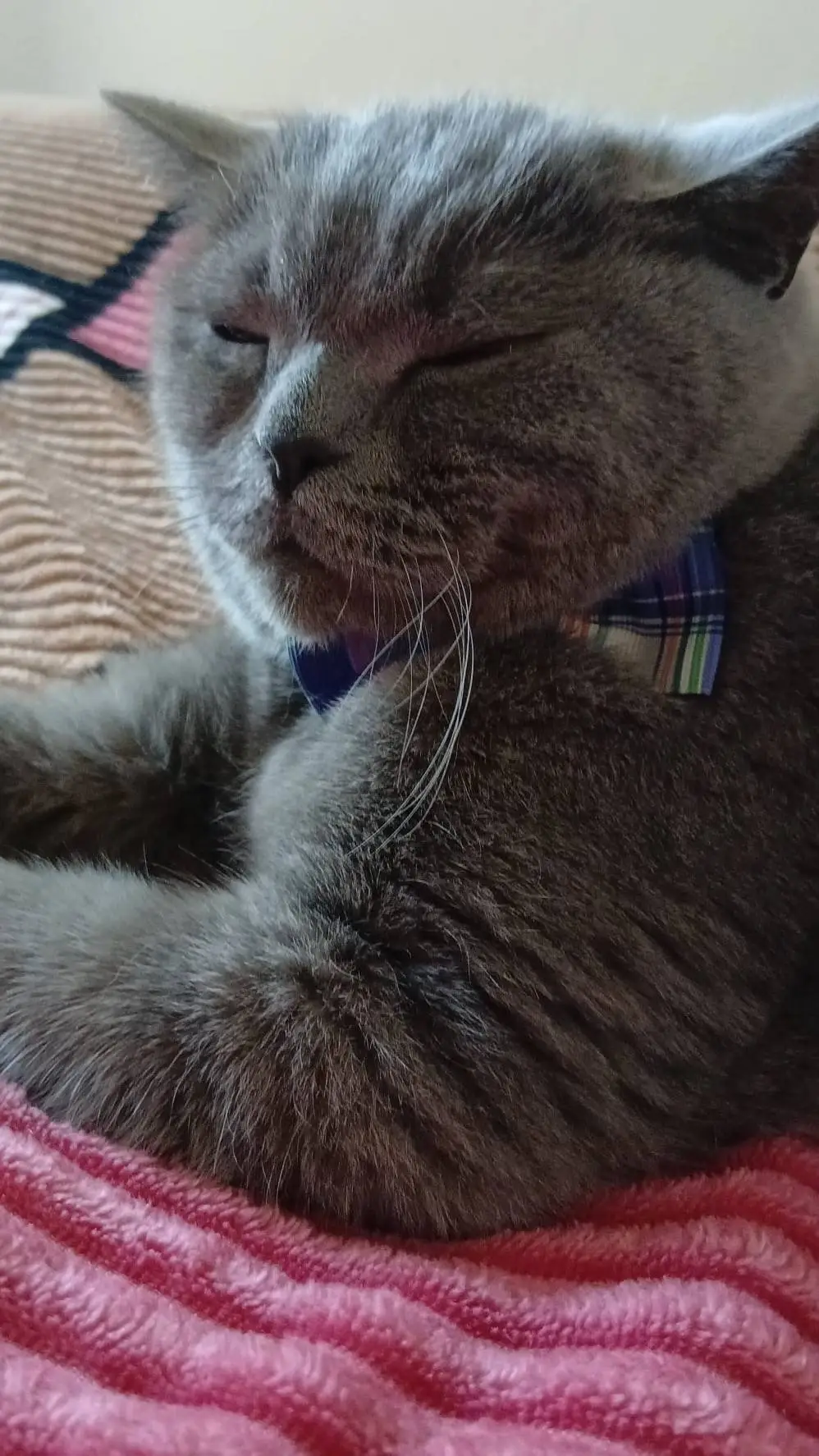 Talkie AI - Chat with your cat🍪