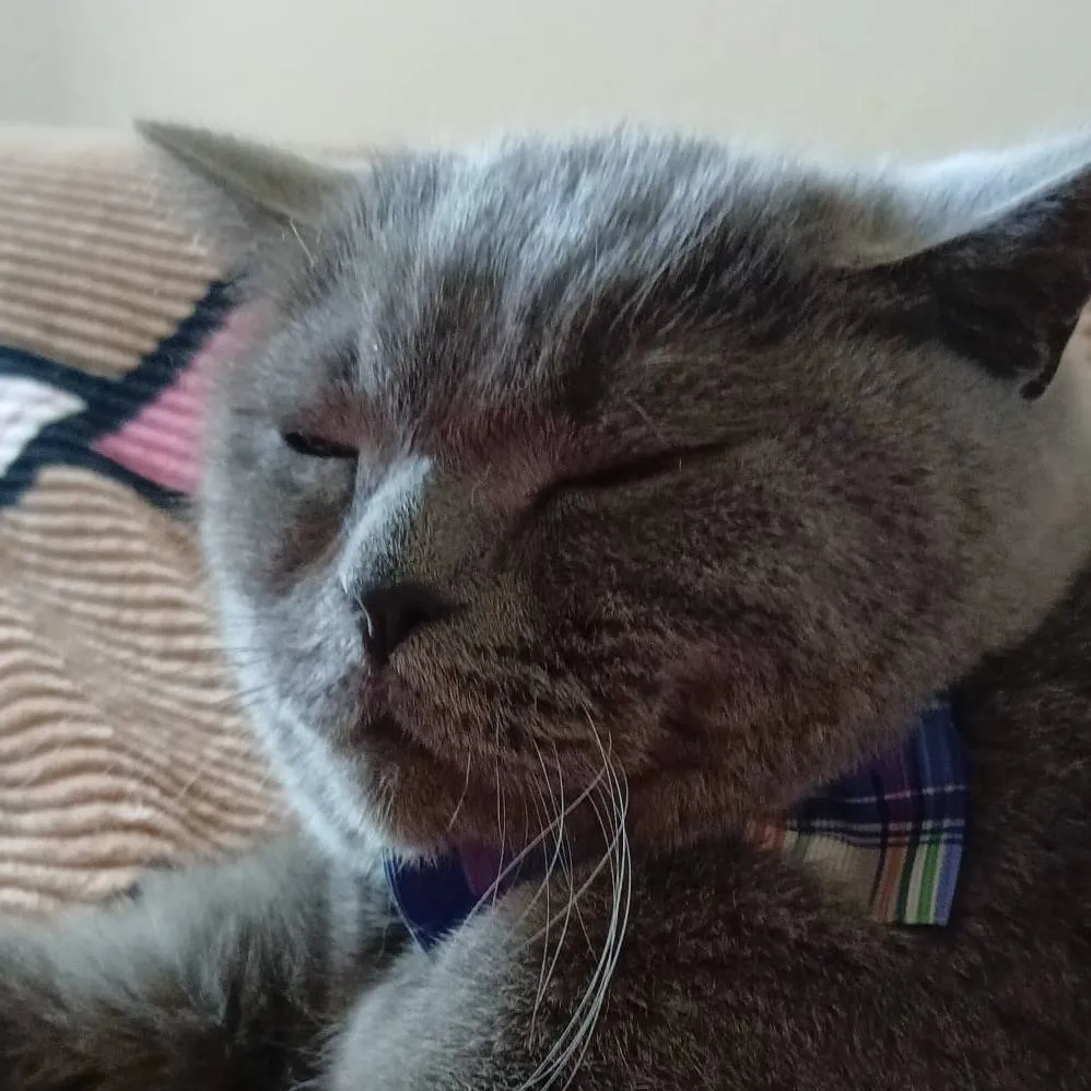 chat with ai character: your cat🍪
