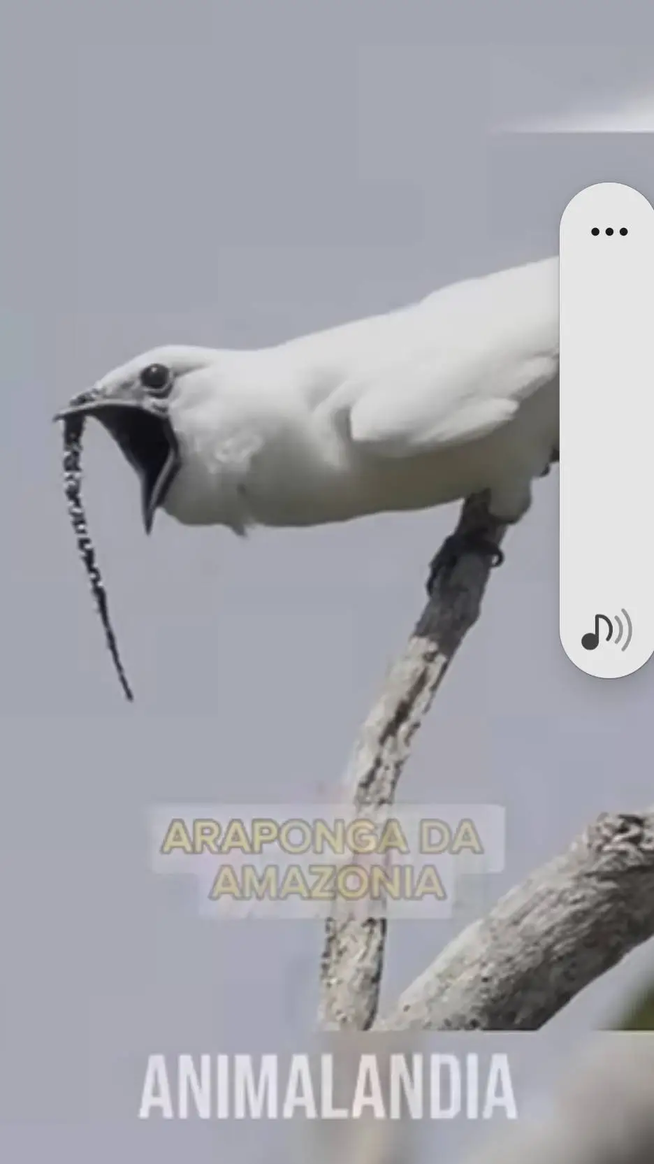 ai character: araponga da amazoa background