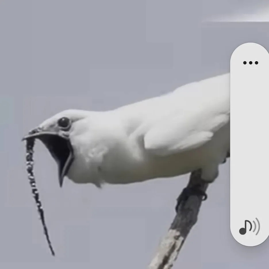 chat with ai character: araponga da amazoa
