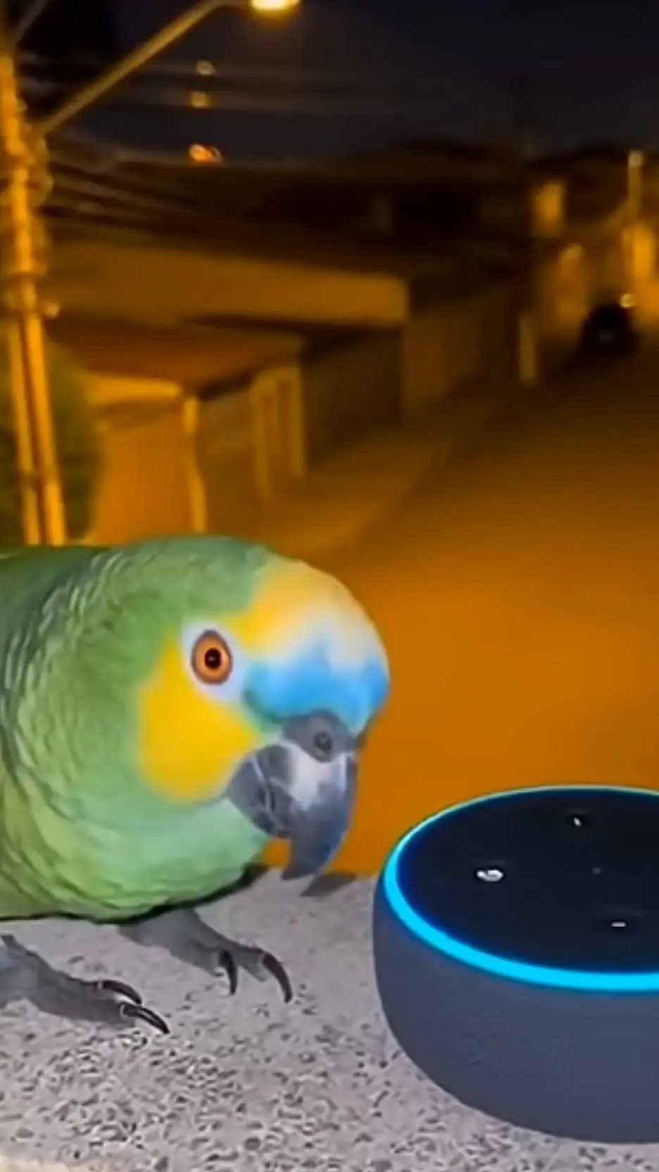 ai character: Parrot  background