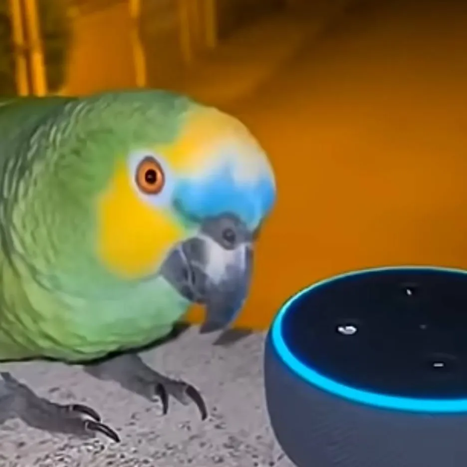 chat with ai character: Parrot 