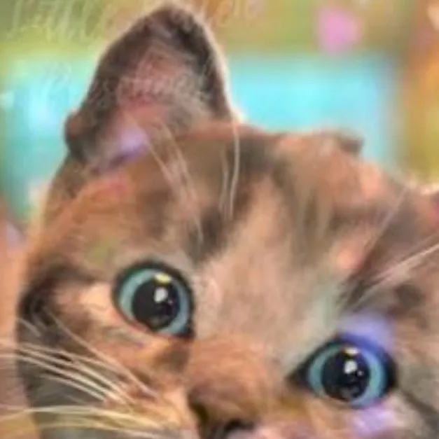 chat with ai character: Little Kitten