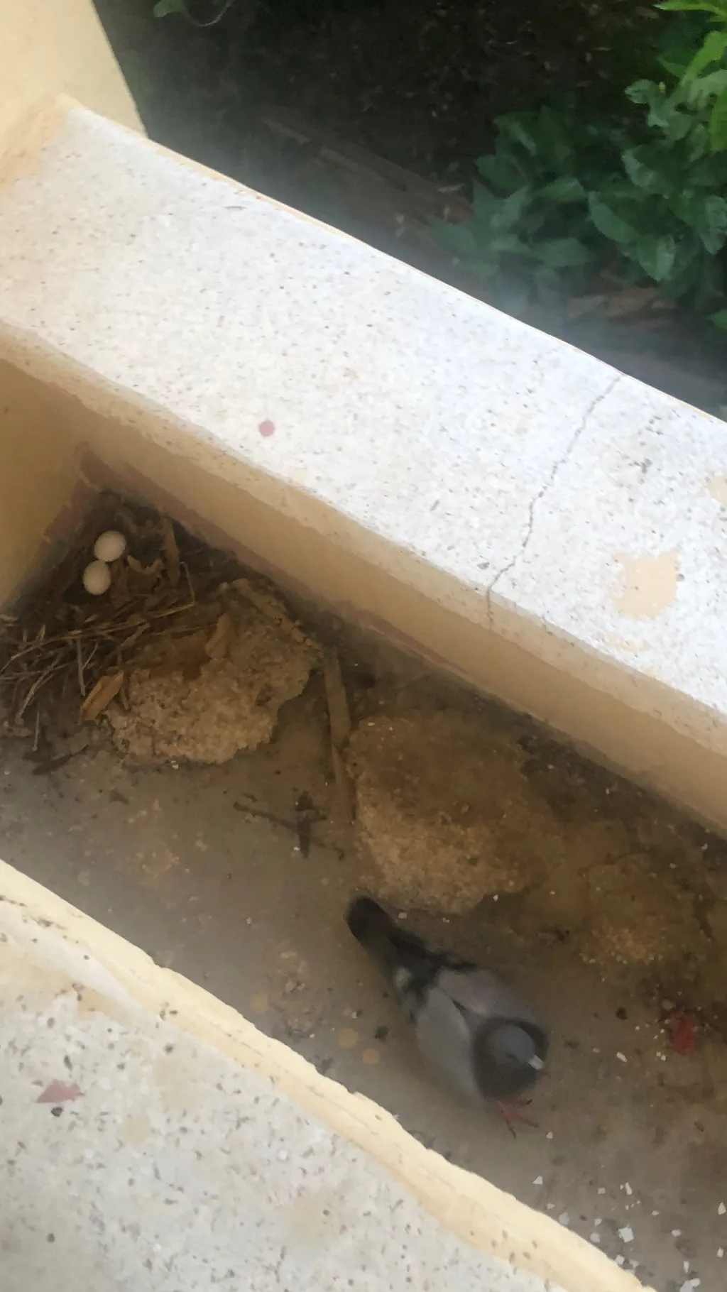 ai character: Balcony Pigeon background