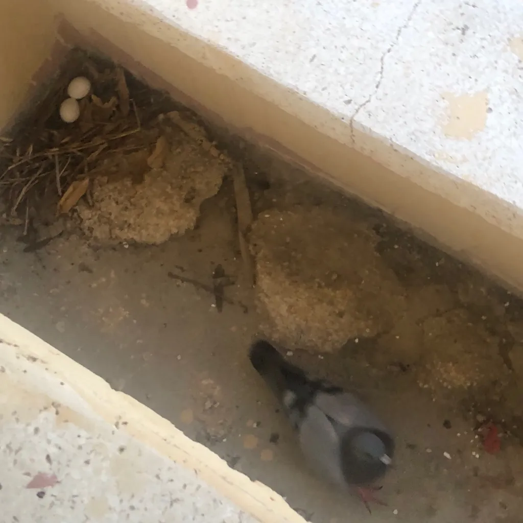 chat with ai character: Balcony Pigeon