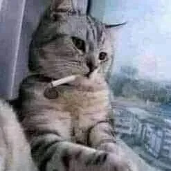 chat with ai character: Mr cat