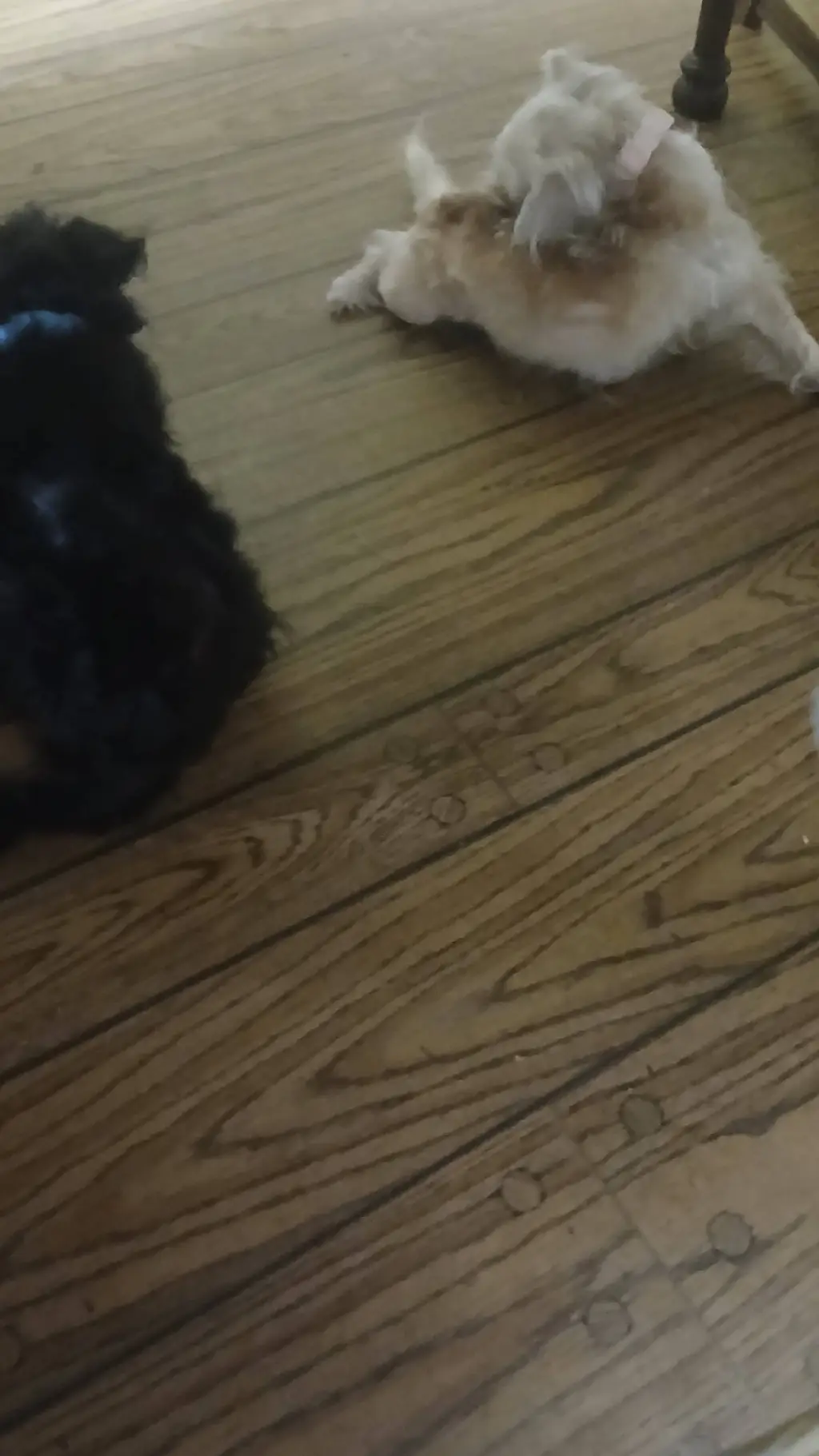 ai character: your dogs background