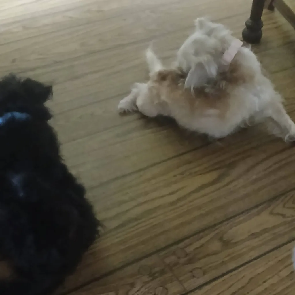 chat with ai character: your dogs