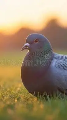 ai character: pigeons  background