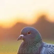 chat with ai character: pigeons 
