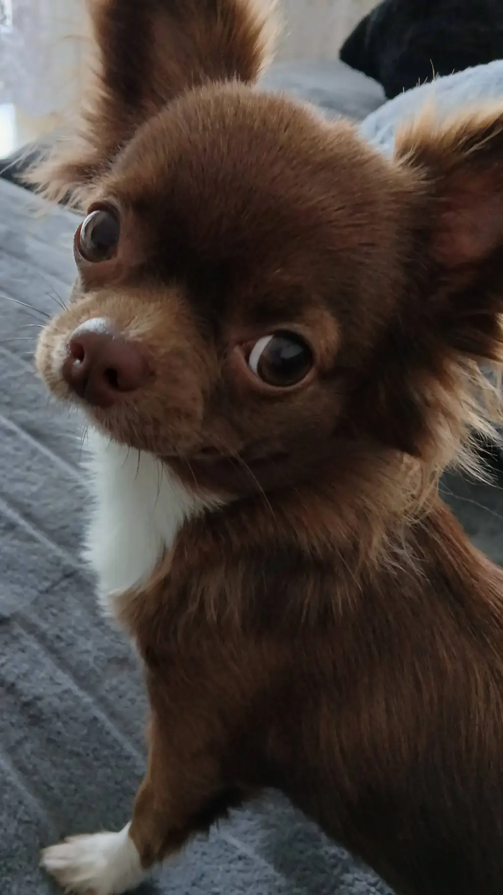Talkie AI - Chat with didi the best dog 