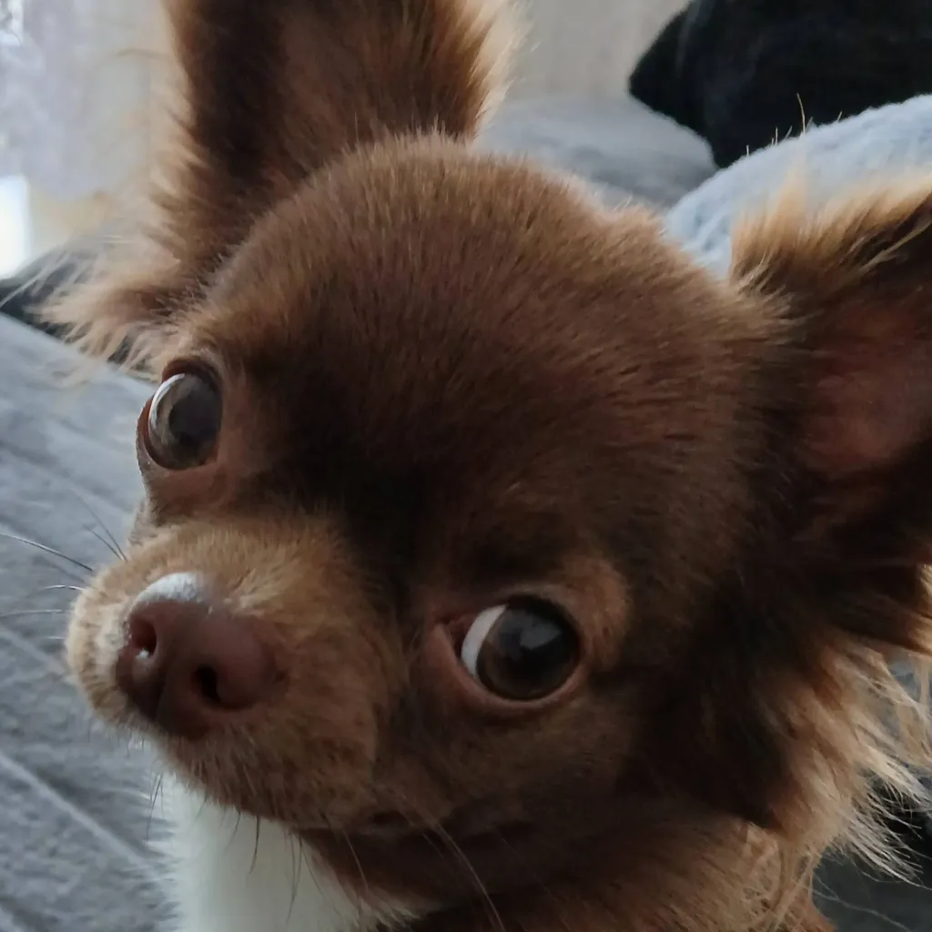 chat with ai character: didi the best dog 