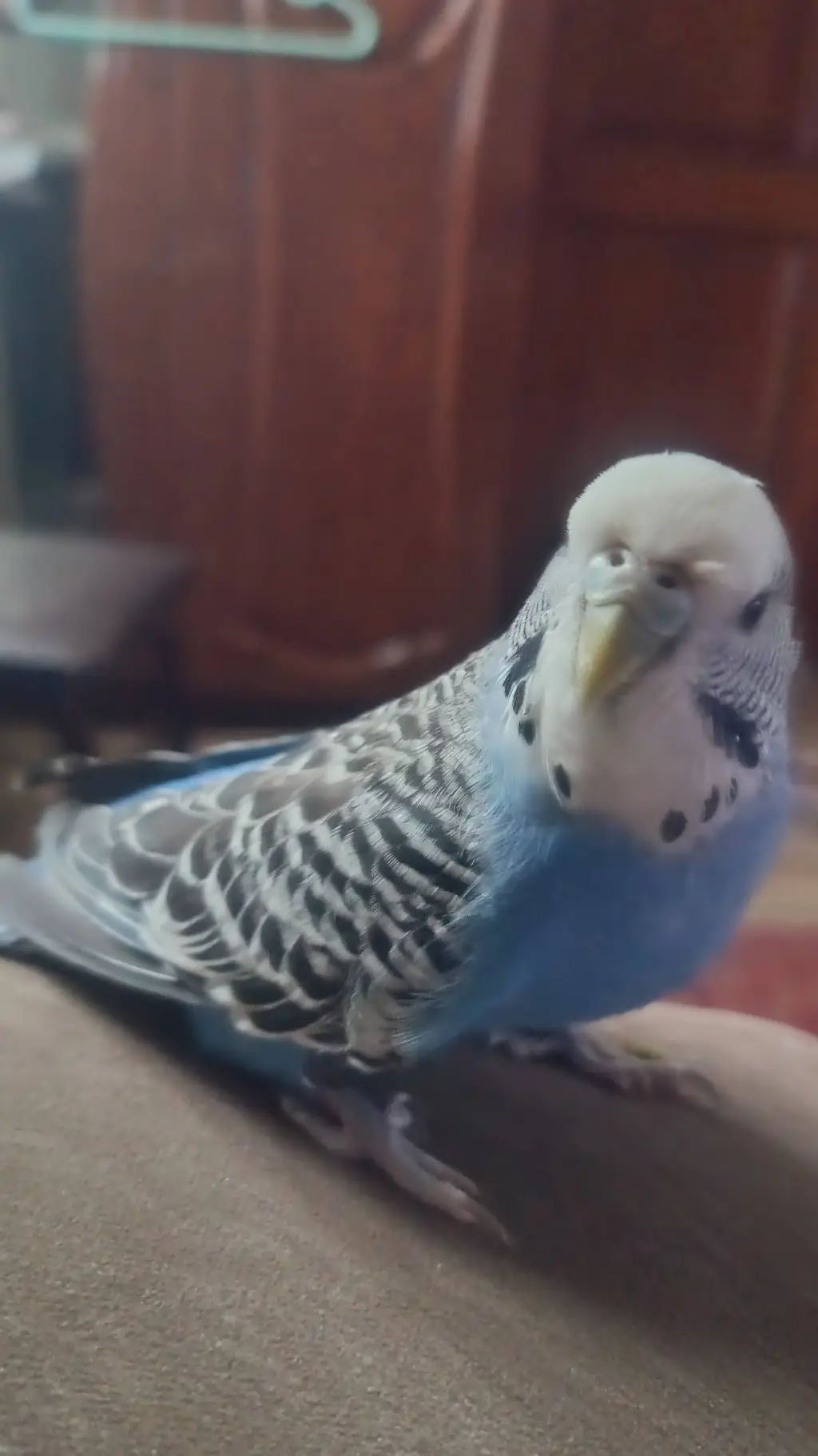 ai character: budgie lulu background