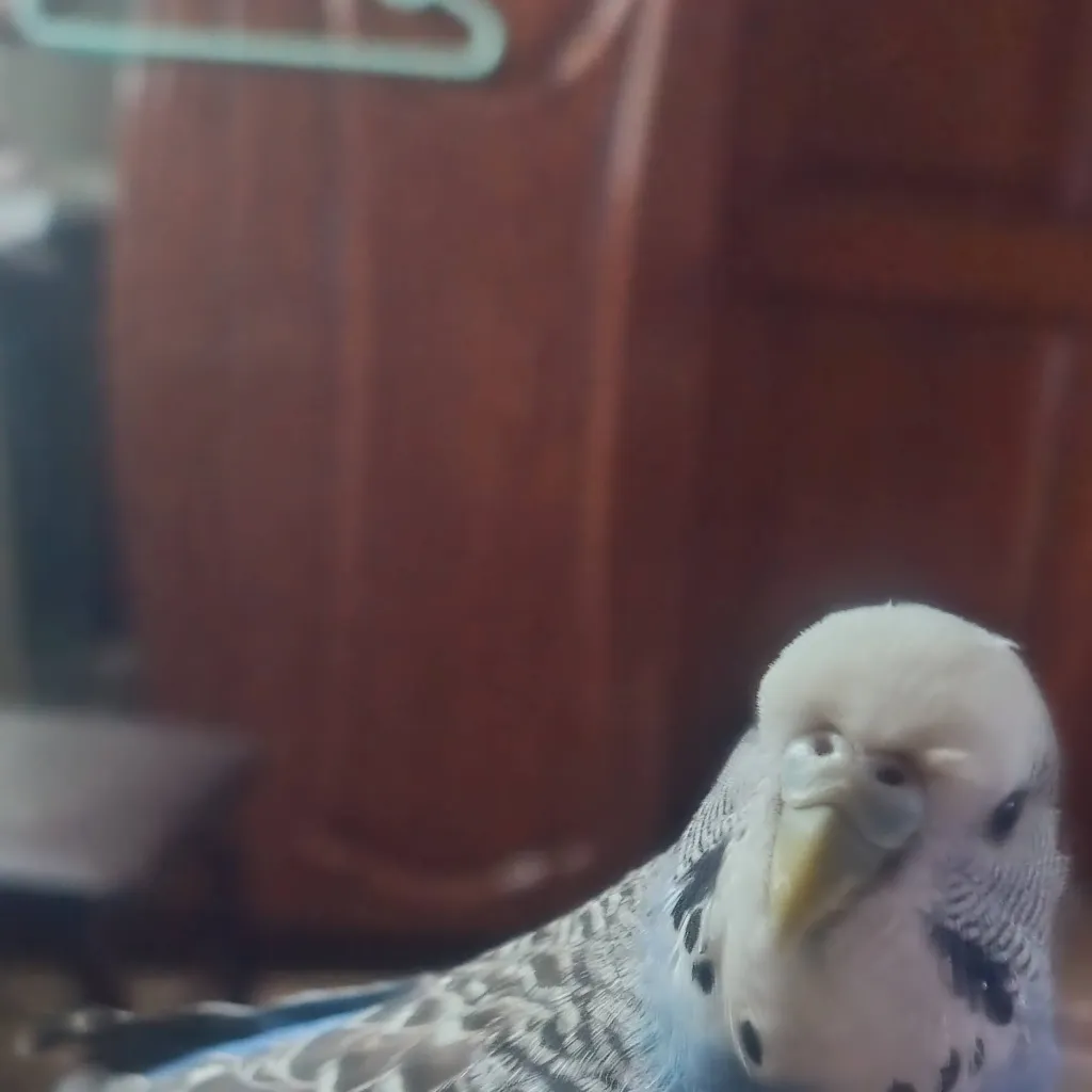 chat with ai character: budgie lulu