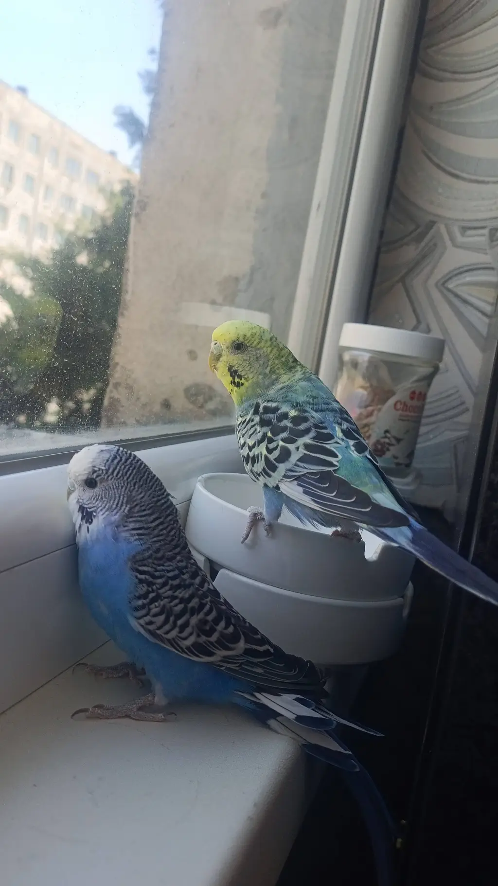 ai character: budgies  background