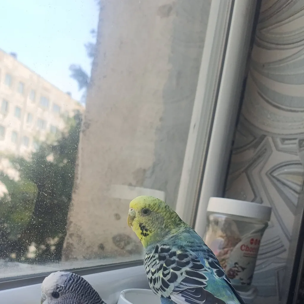 chat with ai character: budgies 