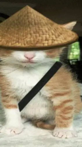 Talkie AI - Chat with Ninja Cat