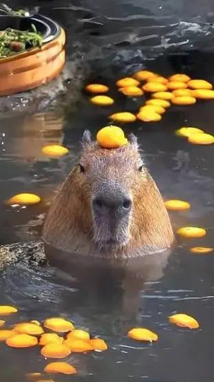 ai character: Chill Capybara 🍊 background