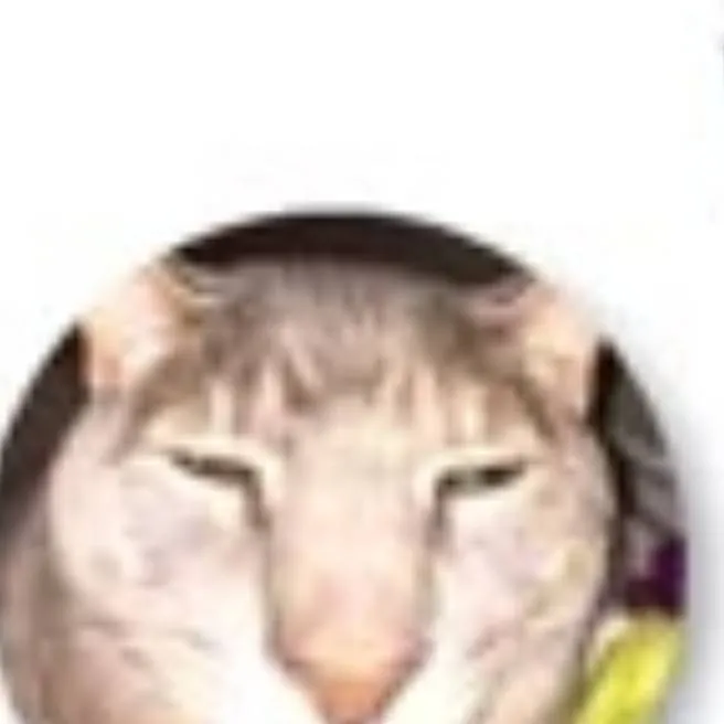 chat with ai character: mini cat