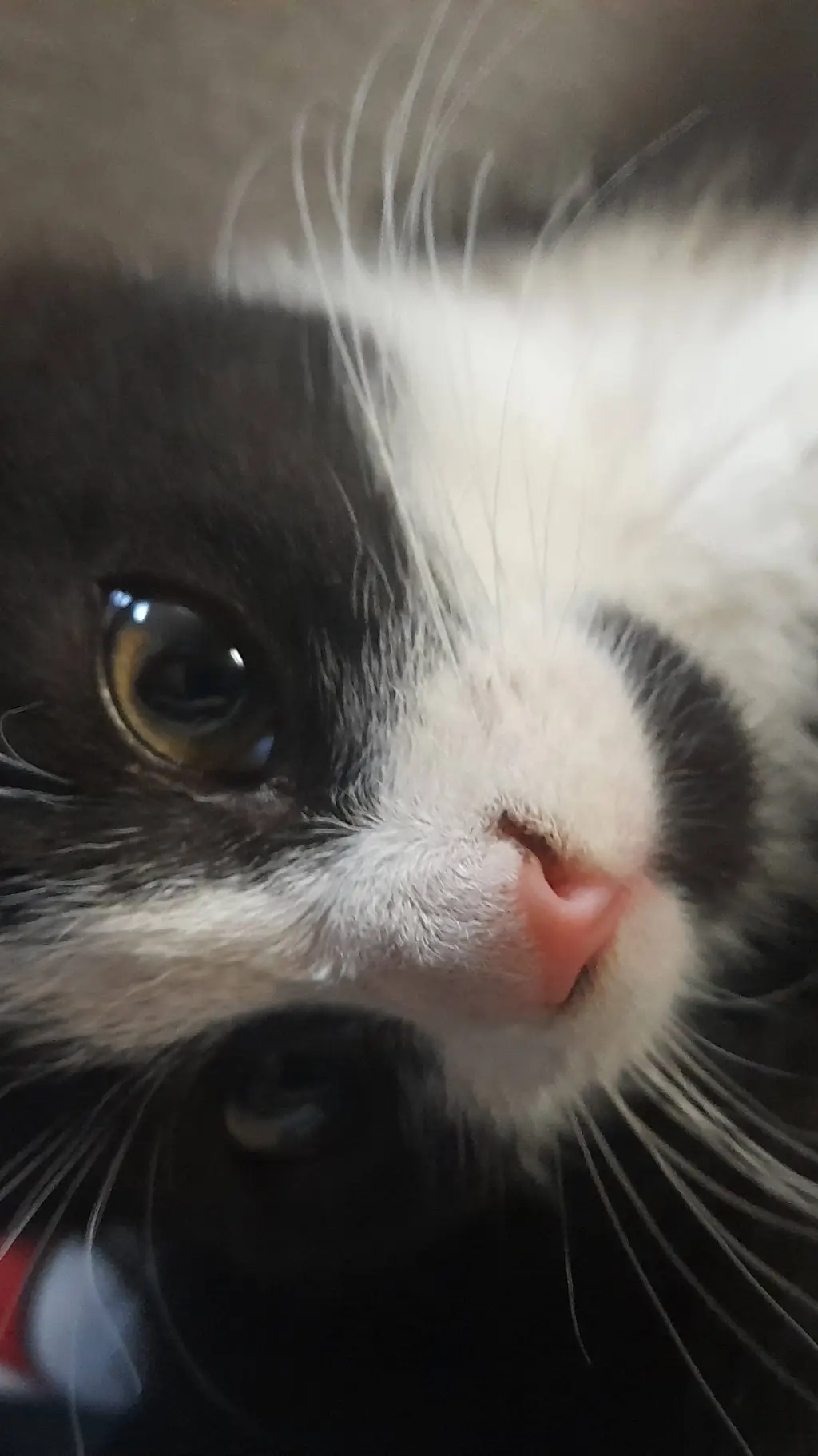 ai character: Felix as a kitten background