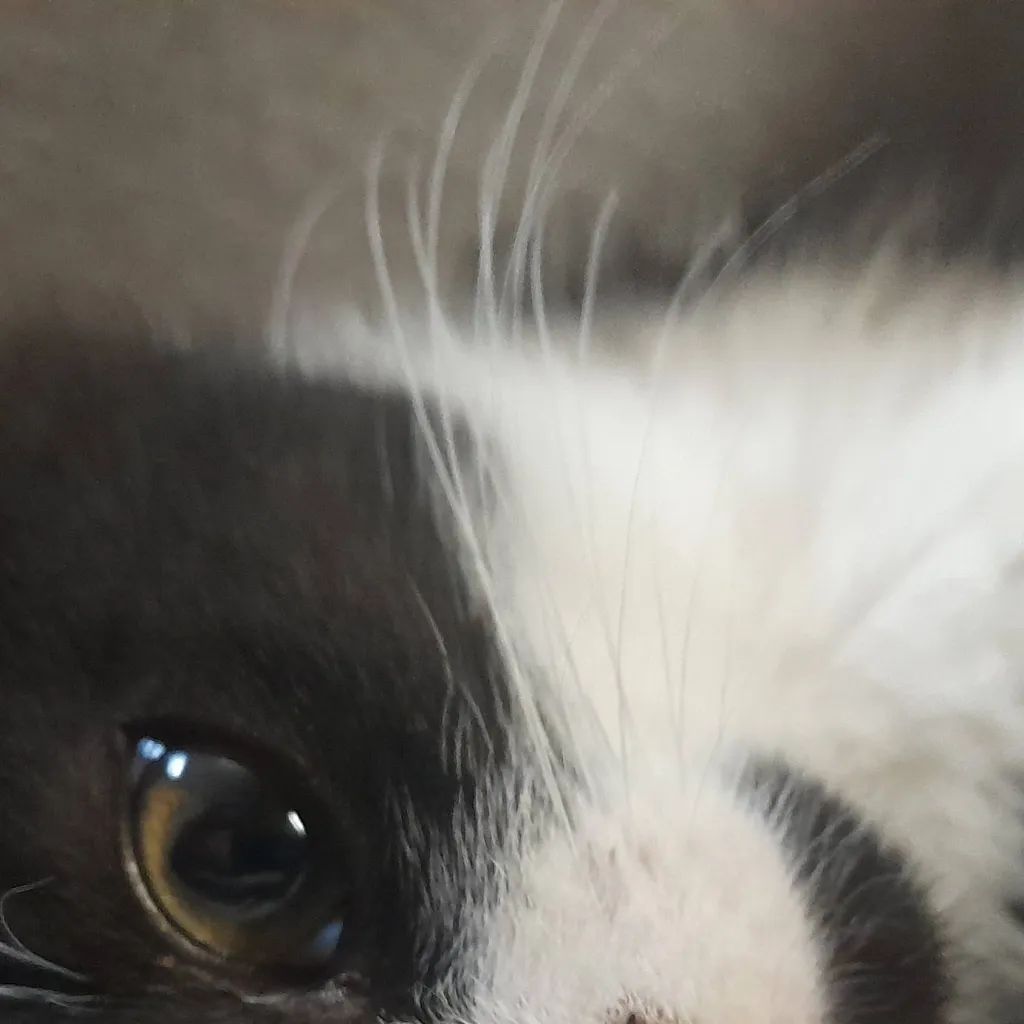 chat with ai character: Felix as a kitten
