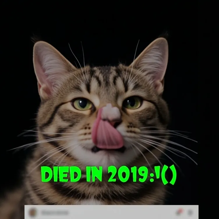 chat with ai character: lil  bub