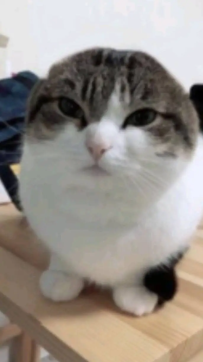 ai character: cat background