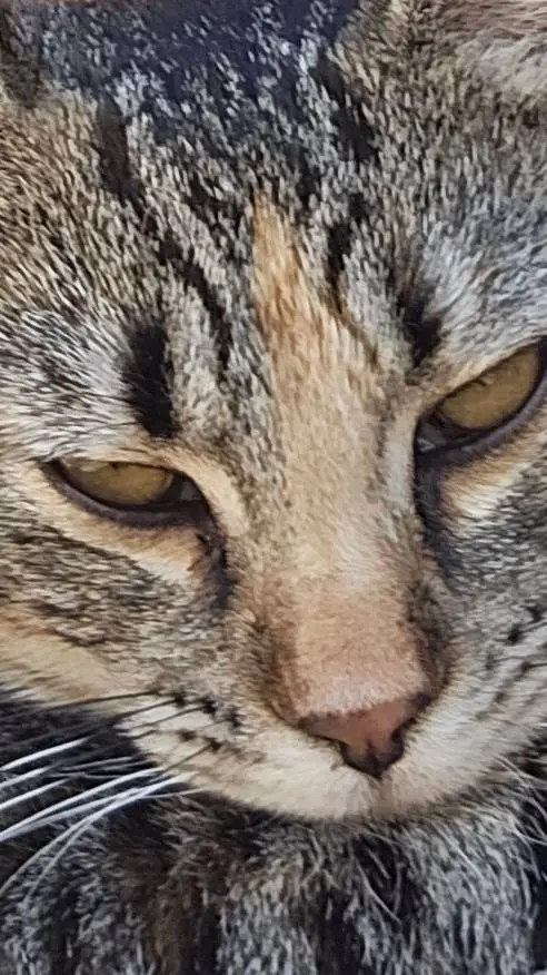 ai character: evie background