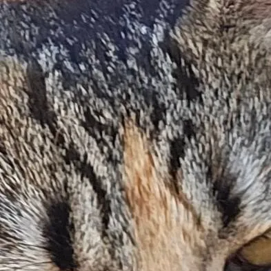 chat with ai character: evie