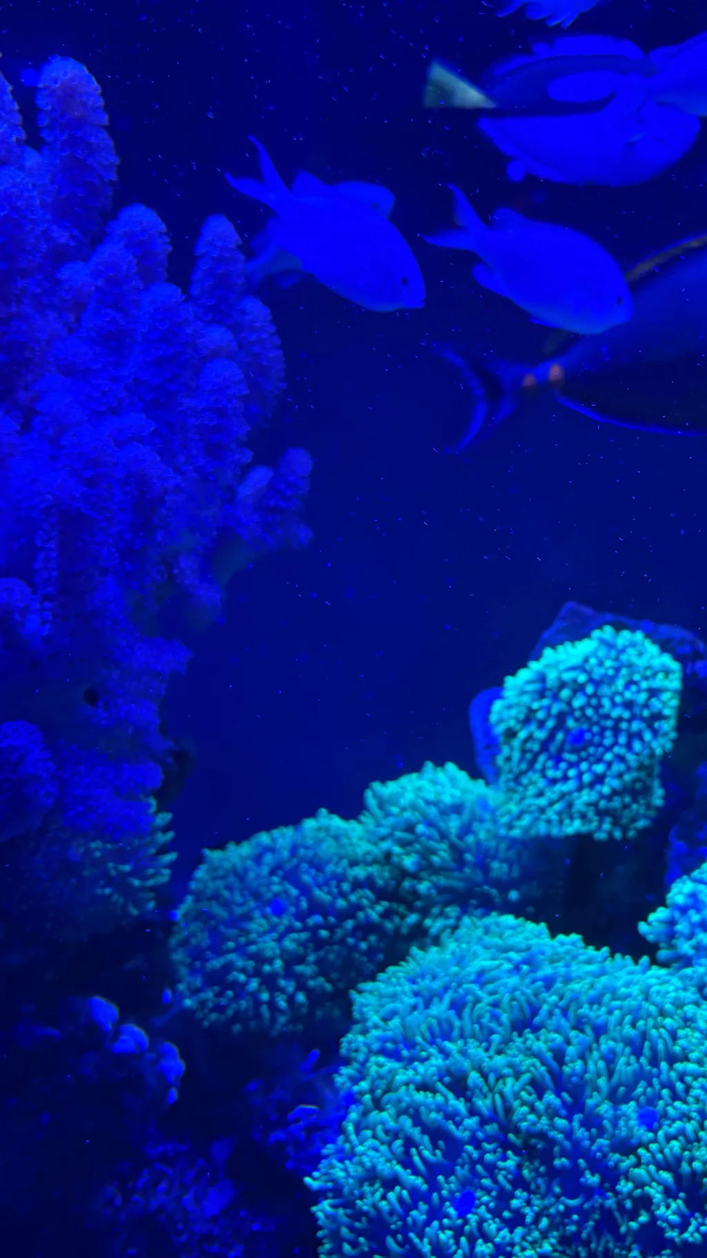 ai character: Fish background