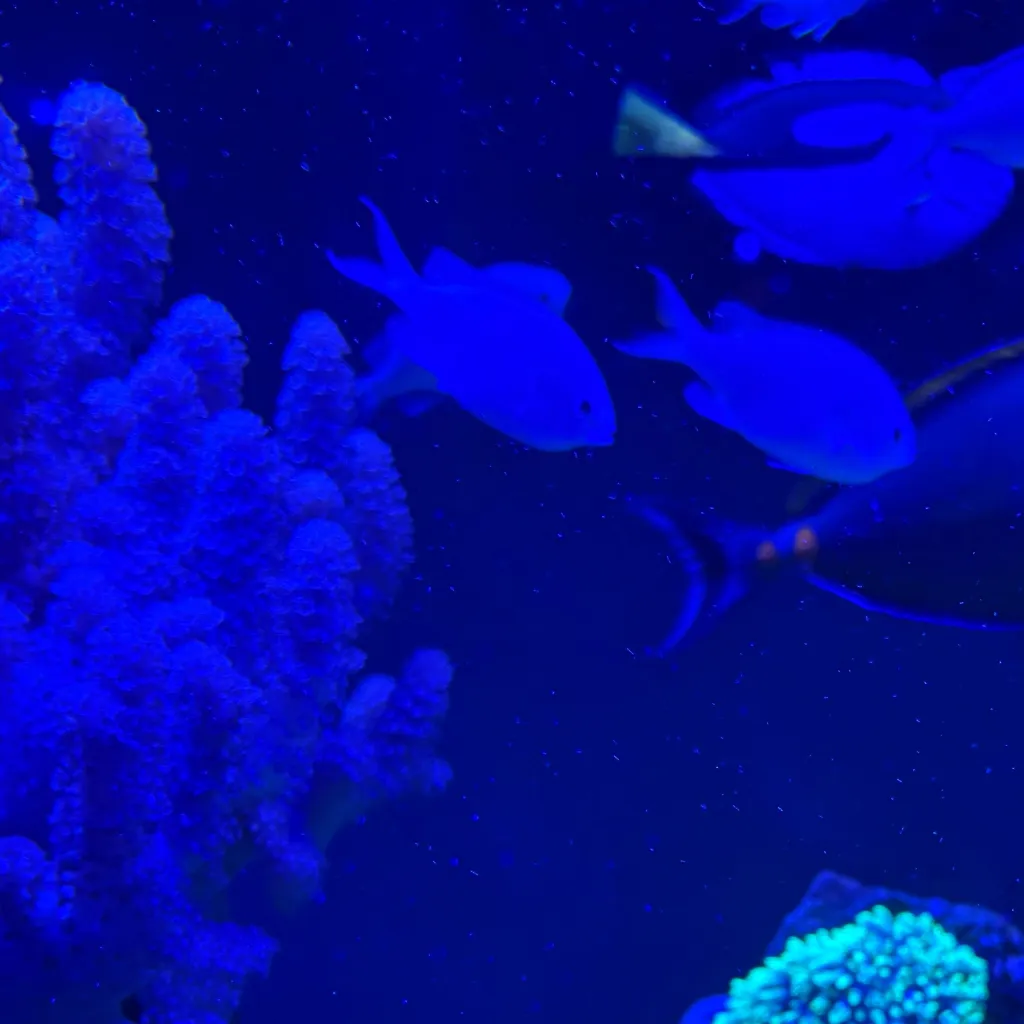 chat with ai character: Fish