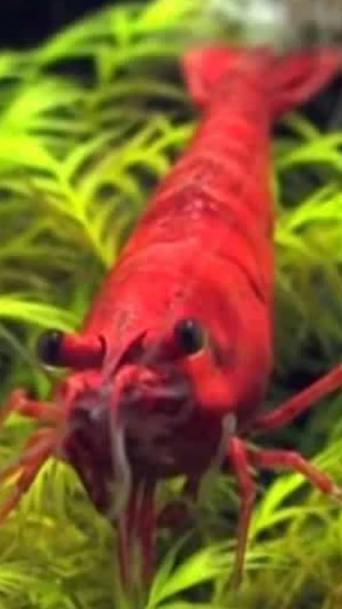 ai character: Shrimpy￼ background