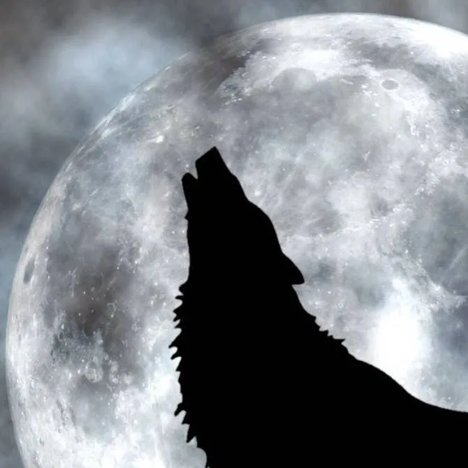 chat with ai character: il branco🐺