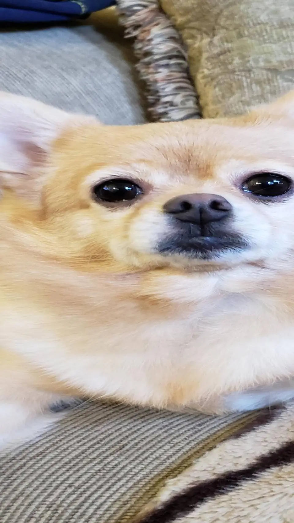 ai character: dog pick me background