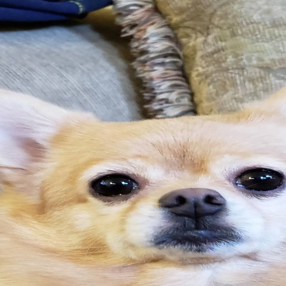 chat with ai character: dog pick me