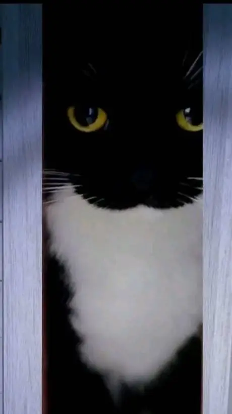 ai character: gato de armario background