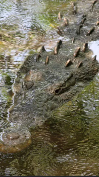 ai character: Crocdylus Mating background