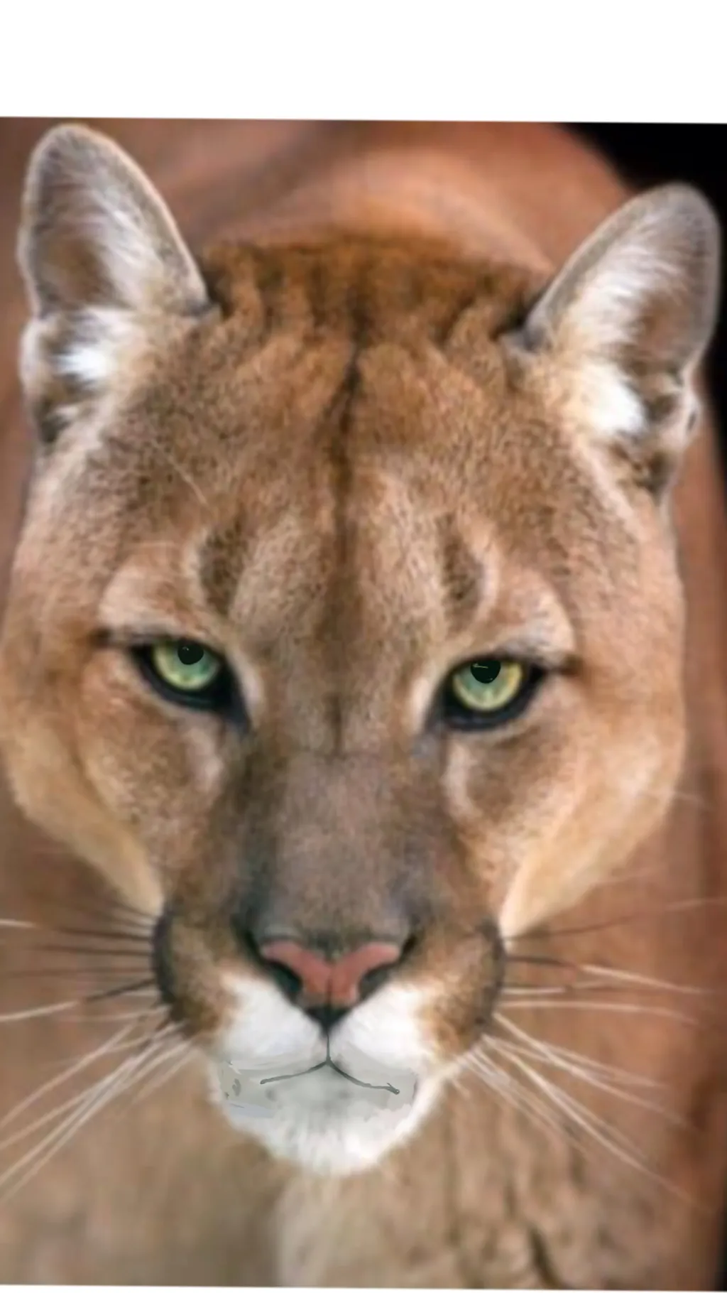 ai character: Puma mating-... background