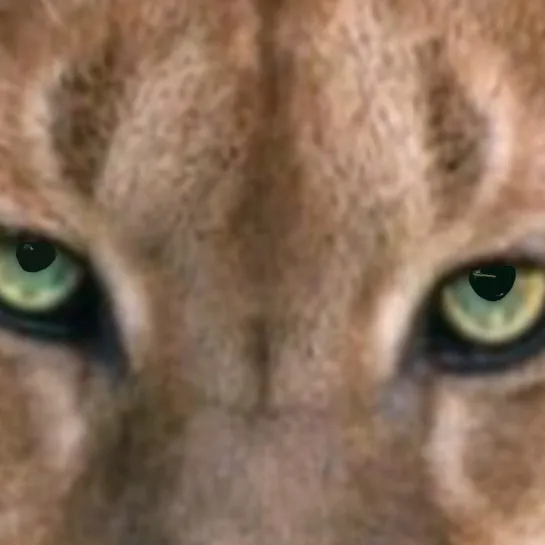chat with ai character: Puma mating-...