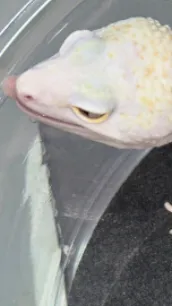 ai character: Leppard gecko background