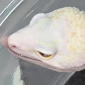 chat with ai character: Leppard gecko