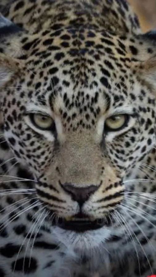 ai character: Leopard zoo background